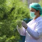 Cannabis Clash Thai Industry Worries as US Growers Gain Ground