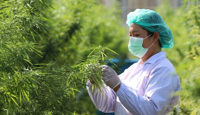 Cannabis Clash Thai Industry Worries as US Growers Gain Ground