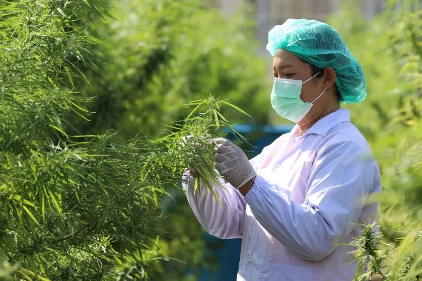 Cannabis Clash: Thai Industry Worries as US Growers Gain Ground