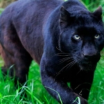 endangered black panther killed in devastating road accident in malaysia