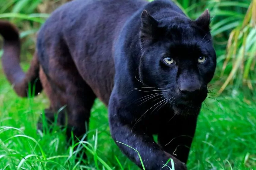 endangered black panther killed in devastating road accident in malaysia