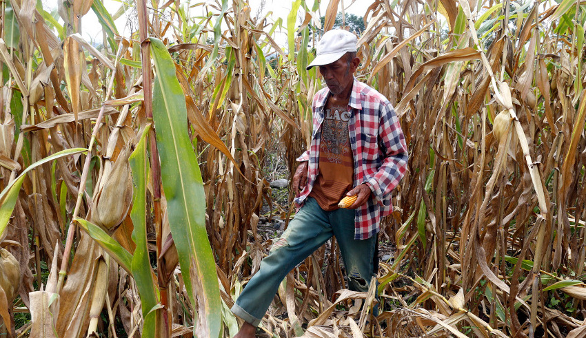 philippines' water and crops at risk el niño alert issued