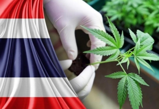 thailand's cannabis legalization navigating challenges and uncertainties