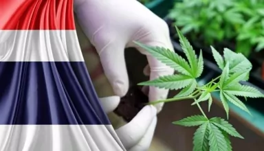 thailand's cannabis legalization navigating challenges and uncertainties