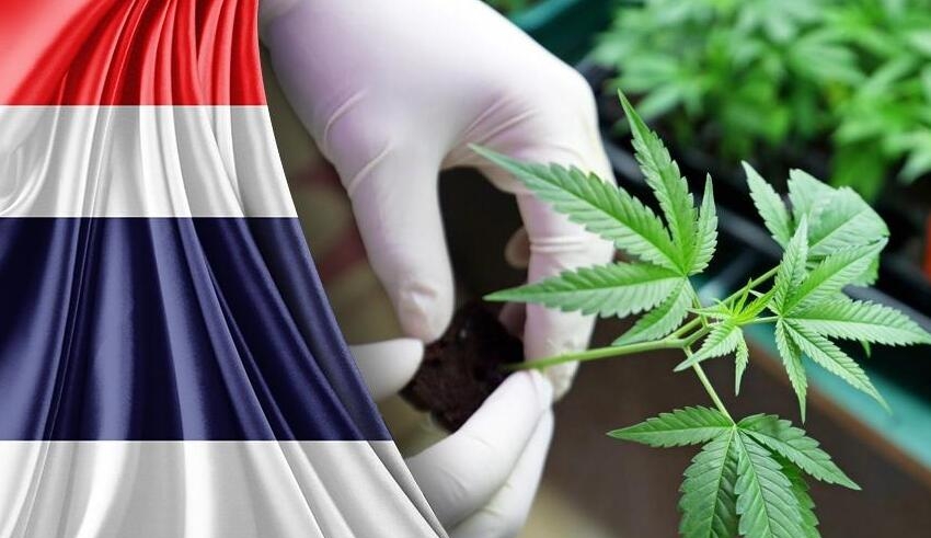 thailand's cannabis legalization navigating challenges and uncertainties