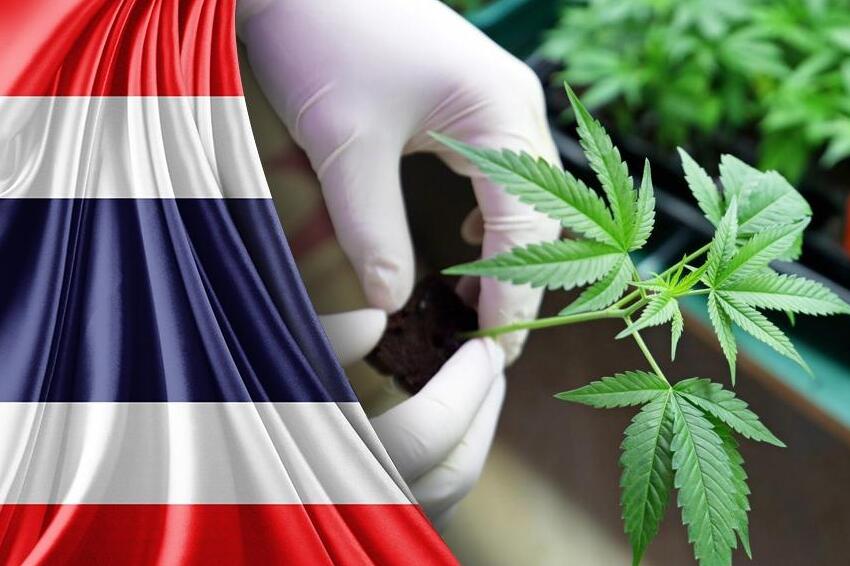 thailand's cannabis legalization navigating challenges and uncertainties