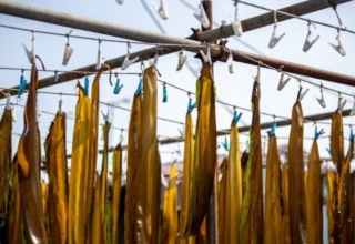 from soup stock to super crop japan shows off its seaweed savvy