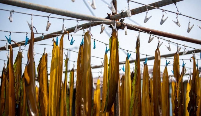 from soup stock to super crop japan shows off its seaweed savvy