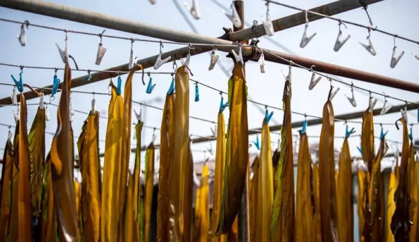 From Soup Stock to Super Crop: Japan Shows Off Its Seaweed Savvy