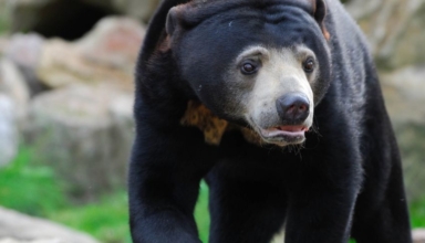 chinese zoo sees 30% rise in visitor numbers as 'human in a costume' bear goes viral