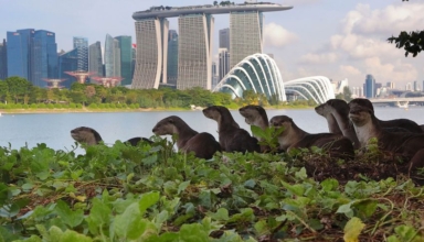 the bishan otters from local icons to international fame