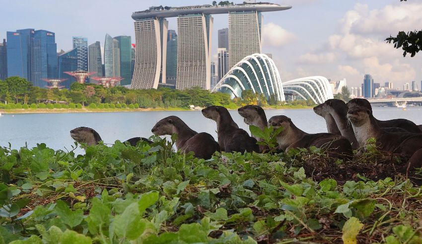 the bishan otters from local icons to international fame