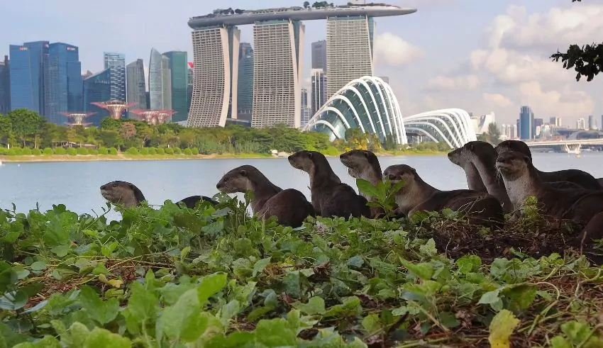 The Bishan Otters: From Local Icons to International Fame