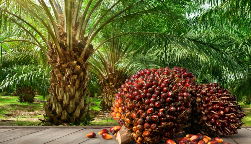 a complete guide for palm oil plantation