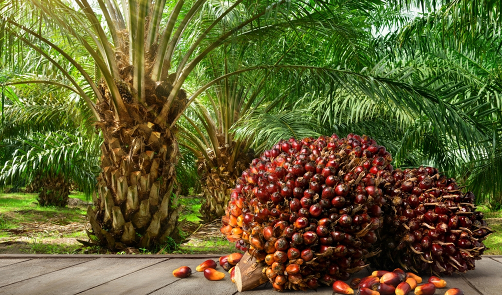a complete guide for palm oil plantation
