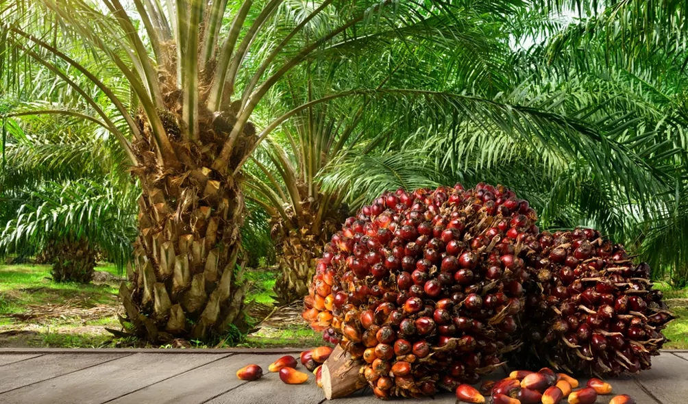 a complete guide for palm oil plantation
