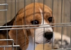 here’s why south korea dog farmers are threatening to release 2 million dogs
