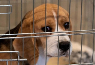 here’s why south korea dog farmers are threatening to release 2 million dogs