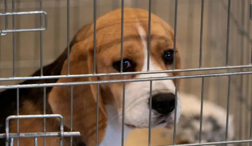here’s why south korea dog farmers are threatening to release 2 million dogs