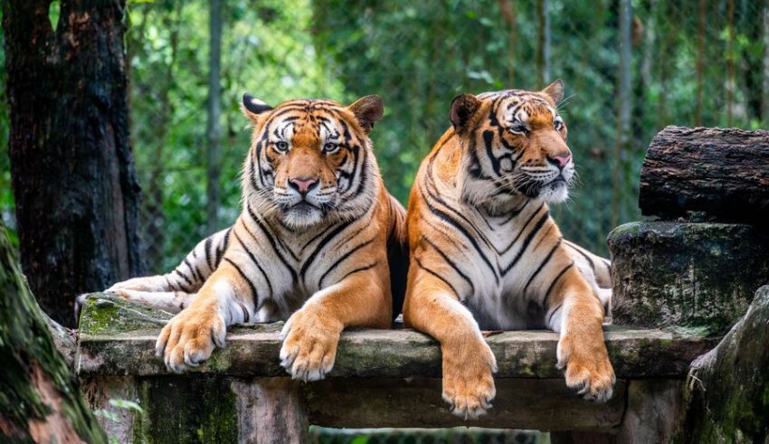 rising human tiger clashes unveil environmental struggle in malaysia's kelantan