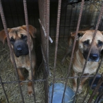 south korea takes historic step to ban dog meat amid shifting cultural tides