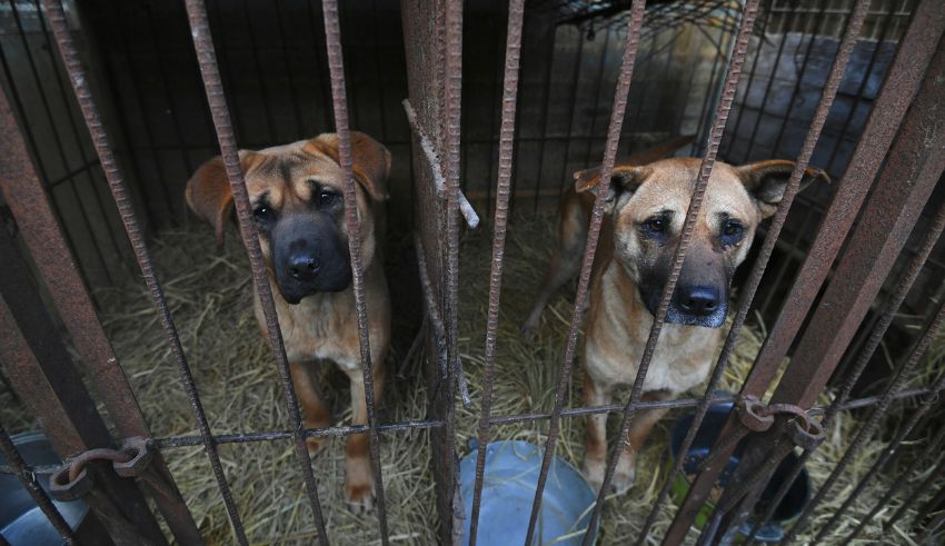 south korea takes historic step to ban dog meat amid shifting cultural tides