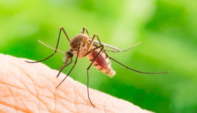 how indonesia plans to use 200 million gmo mosquitoes to fight dengue in bali