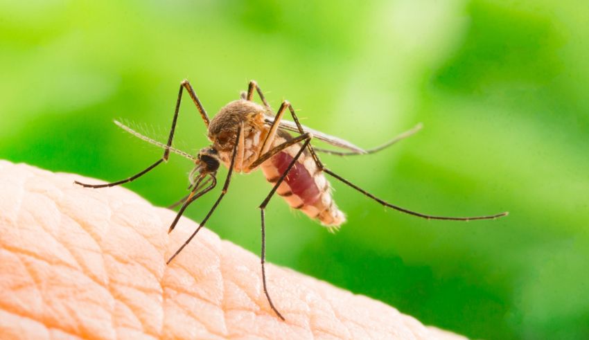 how indonesia plans to use 200 million gmo mosquitoes to fight dengue in bali