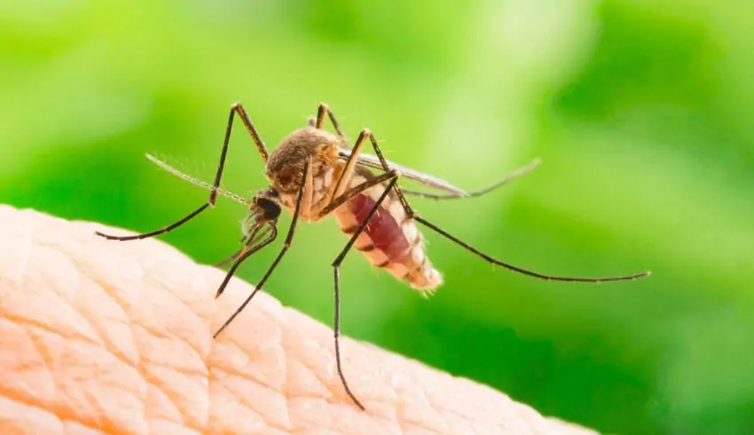 How Indonesia plans to use 200 million GMO mosquitoes to fight dengue in Bali