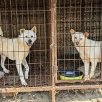 eating dogs in south korea the challenges of ending a controversial practice