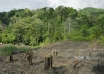 indonesia’s forests under fire a 27% surge in deforestation