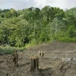 indonesia’s forests under fire a 27% surge in deforestation