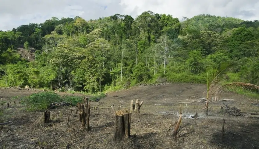 Indonesia’s Forests Under Fire: A 27% Surge in Deforestation