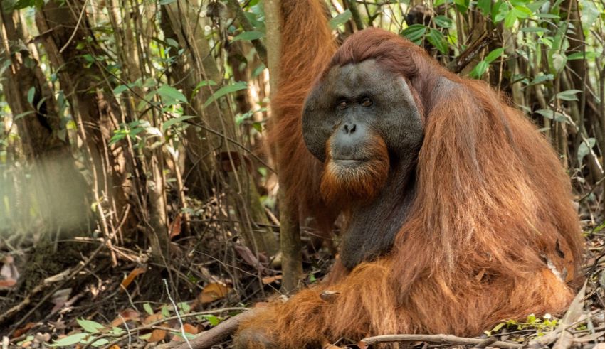 how malaysia plans to use orangutans for diplomacy and why