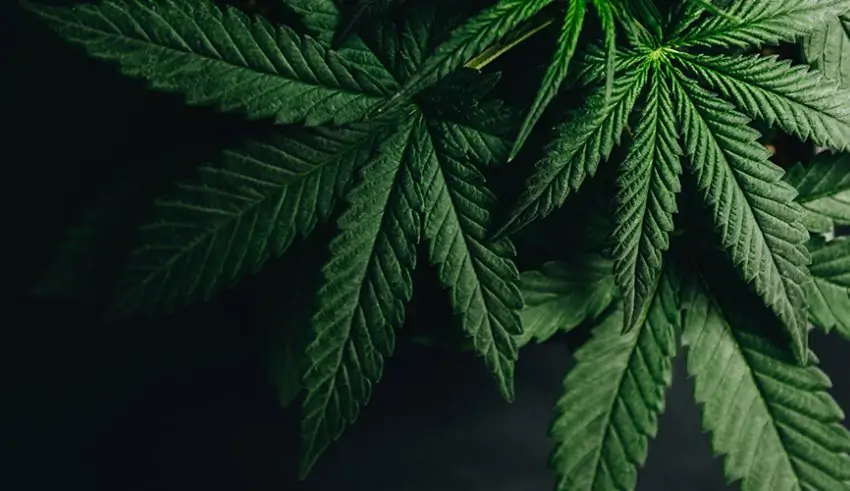 PH House of Representatives Okays Medical Marijuana Bill – Legalizing Soon?