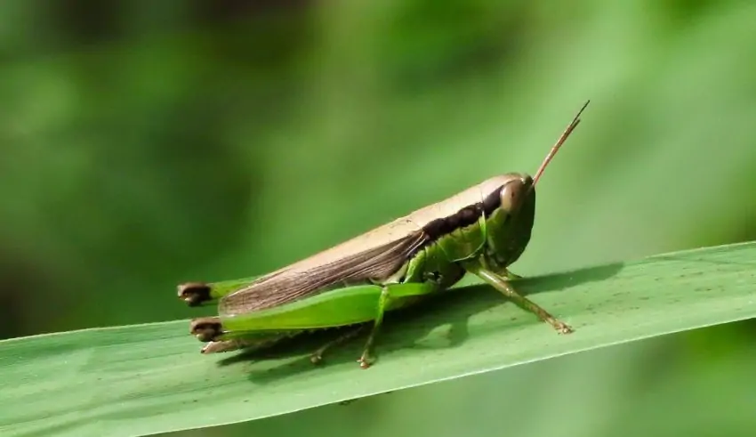 Singapore’s Solution to Food Scarcity: Eating Edible Insects