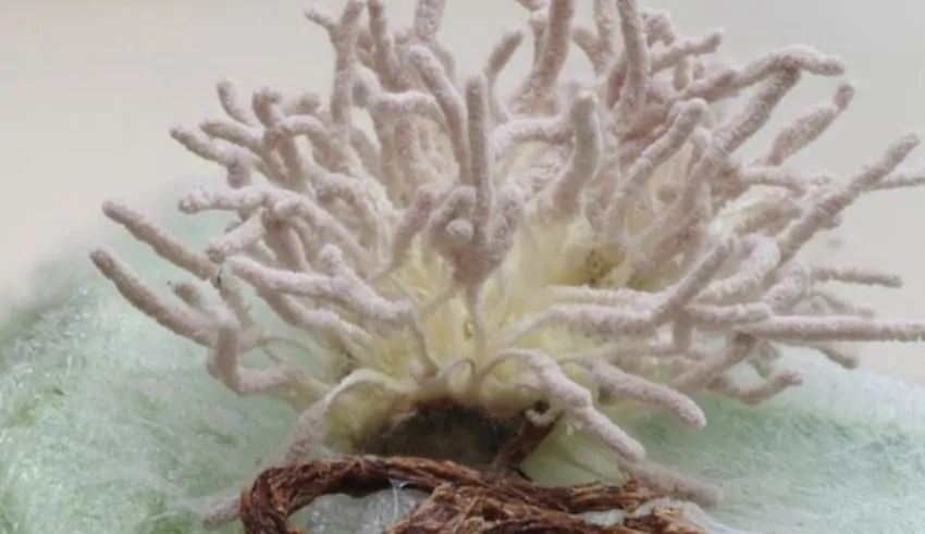 Strange ‘Zombie’ Fungus Discovered in Scottish Woodlands