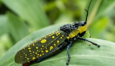 bojonegoro shocked to witness the death of two due to an “unchancy grasshopper”!
