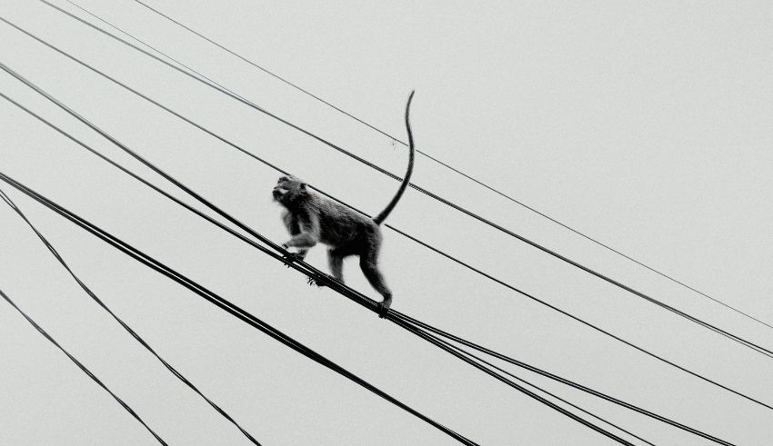is monkey a reason behind the nationwide power outage in sri lanka
