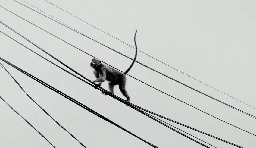 is monkey a reason behind the nationwide power outage in sri lanka