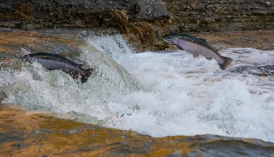 Salmon catches in trouble: Climate change hurting Japan's fishing industry