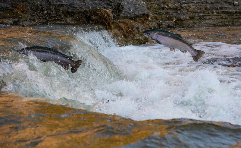 Salmon catches in trouble: Climate change hurting Japan's fishing industry
