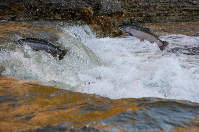 Salmon catches in trouble: Climate change hurting Japan's fishing industry