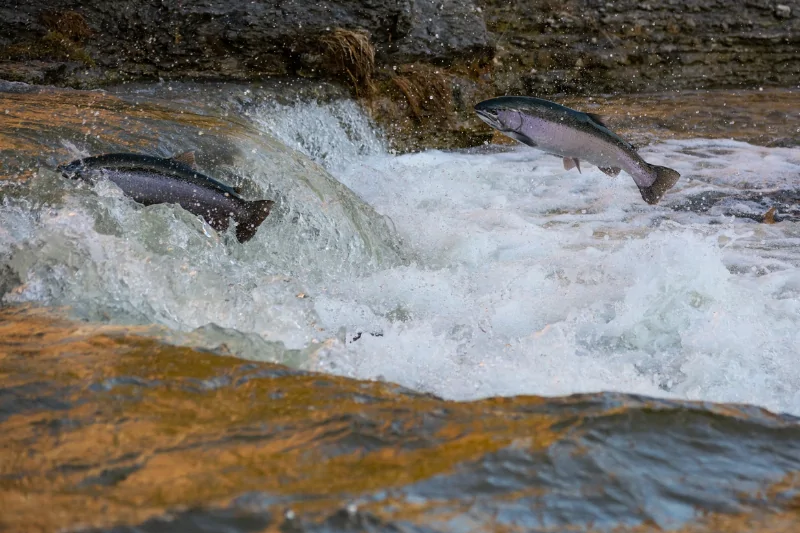 Salmon catches in trouble: Climate change hurting Japan's fishing industry