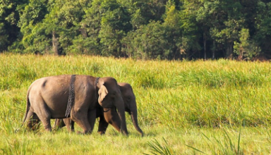 new dna study reveals promising future for cambodian elephants