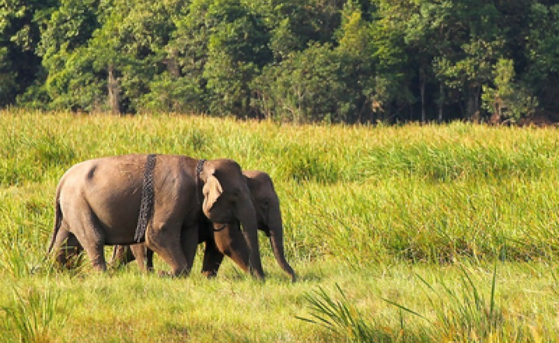 new dna study reveals promising future for cambodian elephants