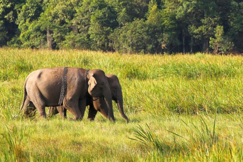 New DNA Study Reveals Promising Future for Cambodian Elephants
