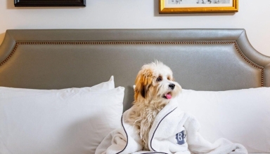 International Dog Day 2025