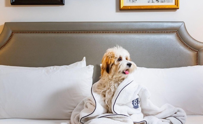 International Dog Day 2025