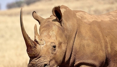 africa’s rhinos still targeted